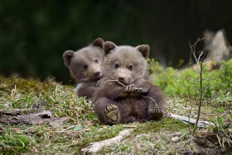 An Orphanage for Grizzly Bears | Nature and Wildlife | Discovery