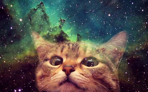 Cats in Space Wallpapers - Top Free Cats in Space Backgrounds ...