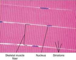 Striated muscular fibers | definition of Striated muscular fibers by ...