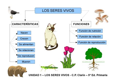 4 Características Dos Seres Vivos - palpite kaledri