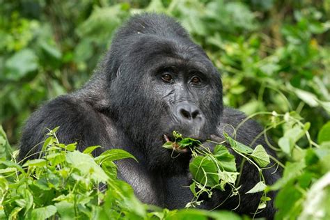 Best Time to Go for Gorilla Trekking in Uganda