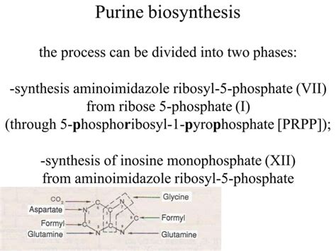 Metabolism of Purine & Pyrimidine nucleotide