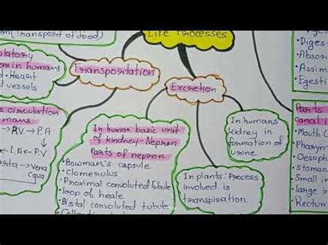 LIFE PROCESSES CLASS 10TH/MIND MAP/CLASS 10TH BIOLOGY CHAPTER 1 LIFE ...