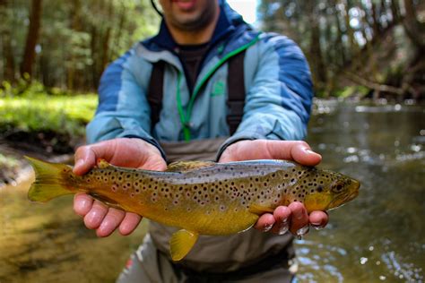 10 Best Fishing Flies for Trout in the Summer - The Fly Crate