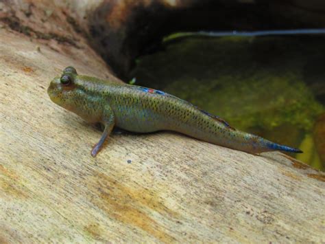 Asian mudskipper - The Living Rainforest