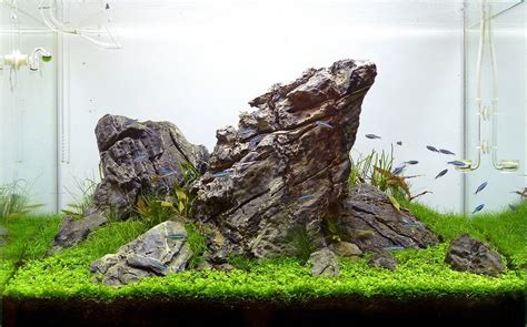 A fantastic 84l nature iwagumi aquarium by Attila Varga, aka attibva ...