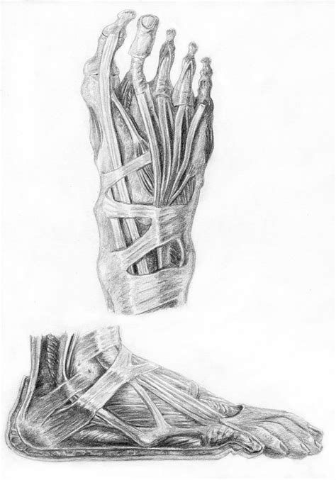 Muscles of the Foot by arvalis on DeviantArt