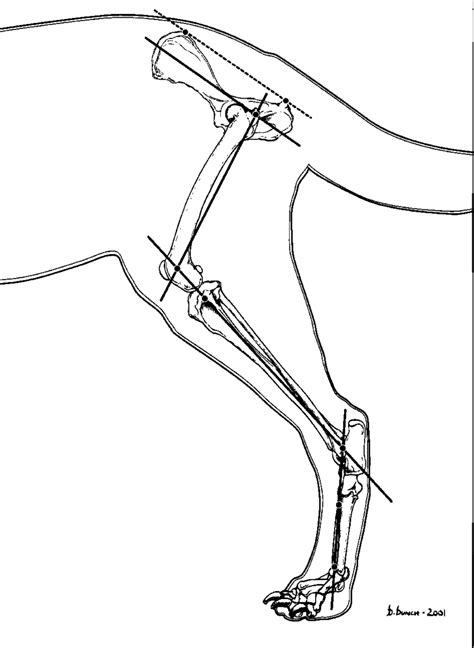 —Goniometry of the hind limb. Tarsal flexion and extension are measured...