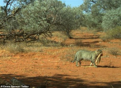 Enormous feral cat captured with dead sand goanna in its mouth in ...