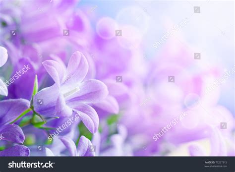 57,473 Bluebell flowers background Images, Stock Photos & Vectors ...