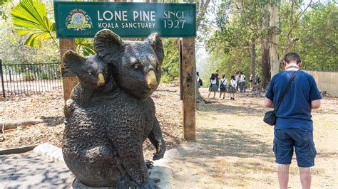 Lone Pine Koala Sanctuary Read Now - 2HotTravellers