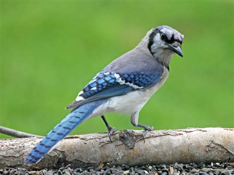 The Blue Jay | Canadian Lovely Bird Basic Facts & Information | Beauty ...