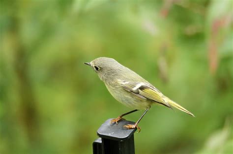 Crownless Kinglet - FeederWatch