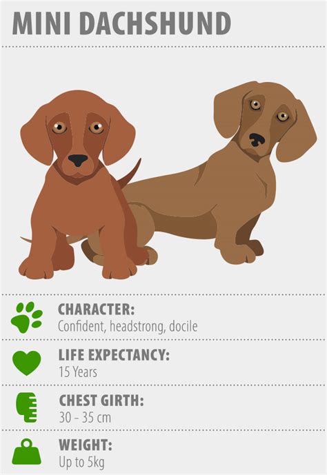 Miniature Dachshund | Breed Info & Advice | zooplus Magazine