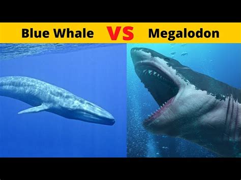 Megalodon Size Comparison Blue Whale