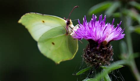 Brimstone Butterfly - Free photo on Pixabay - Pixabay