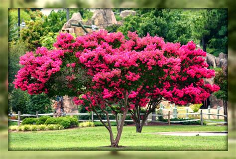 What's the Deal with Crepe Myrtles? | Truesdale Landscaping