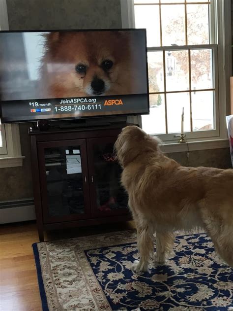 The aspca commercials hit my dog hard this year : r/goldenretrievers