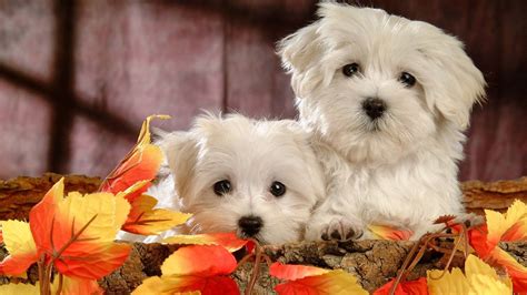 Thanksgiving Pet Wallpapers - Wallpaper Cave