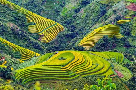 Winway Travel - Mu Cang Chai Rice Terraces