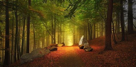 HD wallpaper: brown log lot, road, forest, leaves, trees, autumn ...