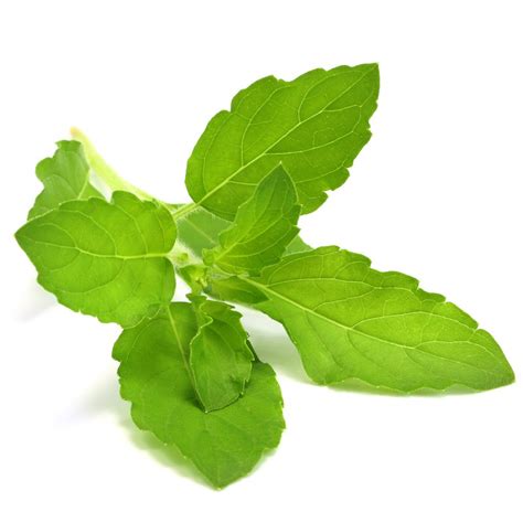 Tulsi Holy Basil Essential Oil Organic - Ocimum Sanctum