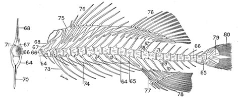 Fish Skeleton Labeled