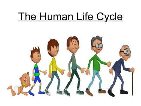 The human life cycle