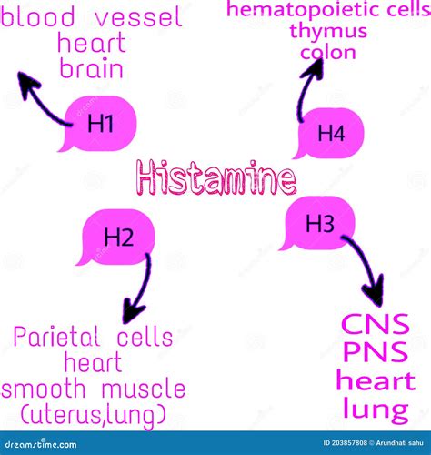 Histamine Receptors Location Stock Illustration - Illustration of ...