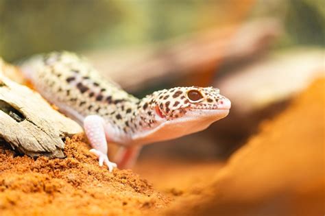 Are Leopard Geckos Good Pets? An Honest Look - Reptile Advisor