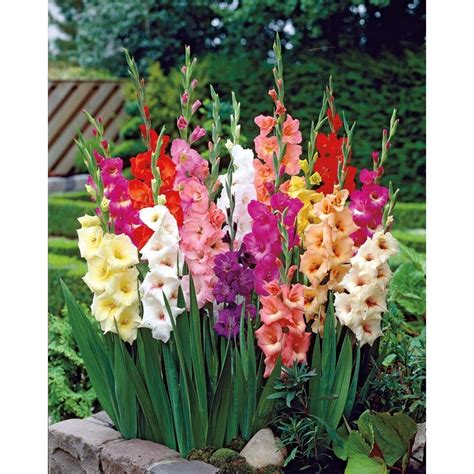 Garden State Bulb 40-Pack Mixed Gladiolus Bulbs (LB027B) at Lowes.com