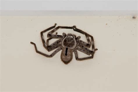 Fun Huntsman Spider Facts For Kids | Kidadl