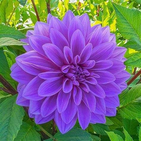 Lilac Time Dahlia | Brecks Premium Bulbs