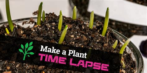 How To Make a Time Lapse Video of Plants Growing · STEM Mayhem