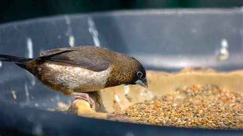 Can Wild Birds Eat Chia Seeds? A Bird’s Favorite Healthy Snack