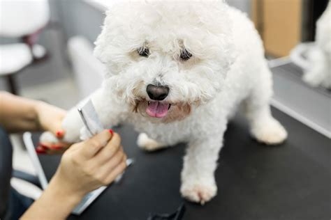 12 Bichon Frise Expert Grooming Tips | Pet Keen