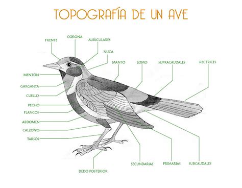 TOPOGRAFÍA DE UN AVE: AVES CESAR