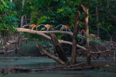 Surprising Animals in Mangroves