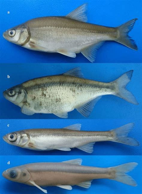 Some Cyprinid species collected in sampling sites. a, Acanthobrama ...