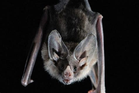 Gothic Bat Wallpaper : Gothic Images | goawall