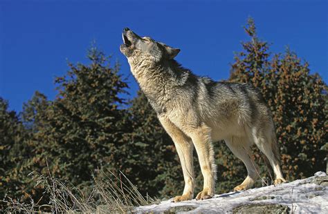 North American Grey Wolf Photograph by Gerard Lacz - Fine Art America