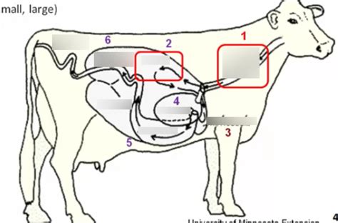 Over view of cow stomach Diagram | Quizlet