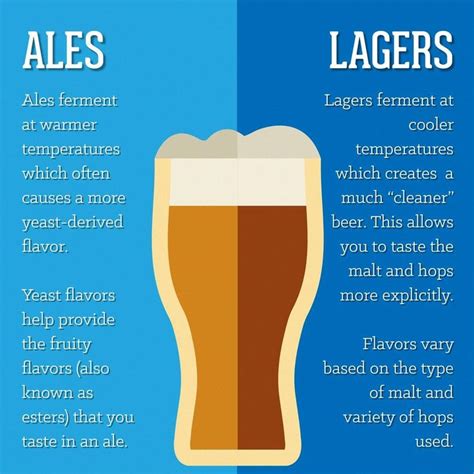 ale versus lager in 2023 | Lager, Ale, Fermentation