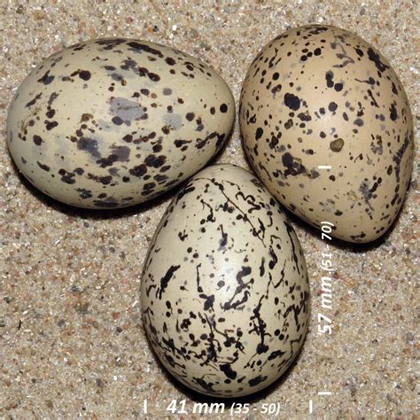 Oystercatcher, egg (Haematopus ostralegus (ovum))