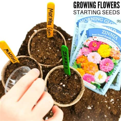 Free Flower Seeds For Schools | Best Flower Site