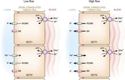 Distal Convoluted Tubule Diagram