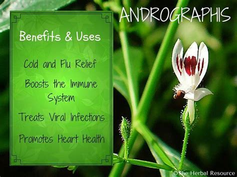 Andrographis Paniculata - Uses, Benefits and Side Effects | Herbs for ...