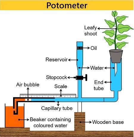 Transpiration Experiment Procedure