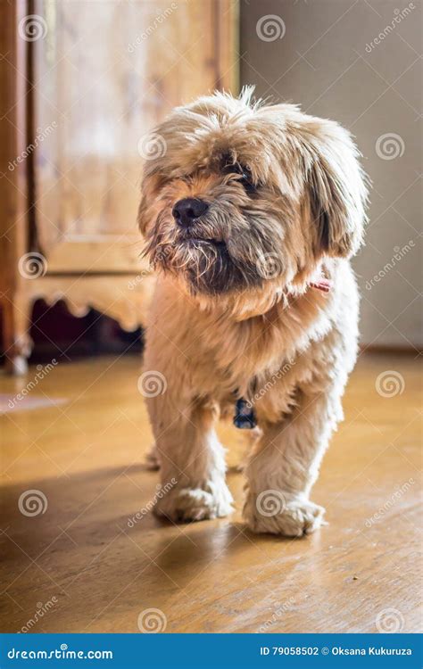 Beautiful Milk Chocolate Havanese Dog Stock Photo - Image of pedigreed ...