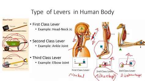 Types or Classes of Lever in the Human Body Explained with Examples ...